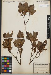 Foto von Salix phylicifolia L.